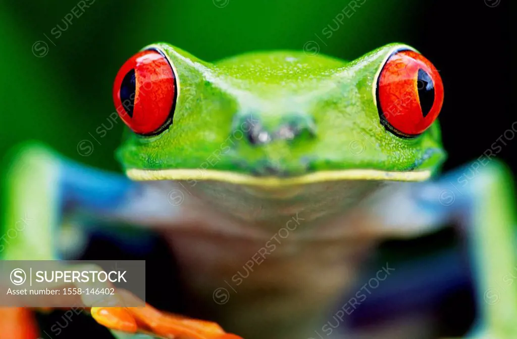Roach_foliage_frog, Agalychnis callidryas, portrait, blur, series, animal_portrait, roach_frog, females, Costa Rica, Arenal, nature, Wildlife, animal,...