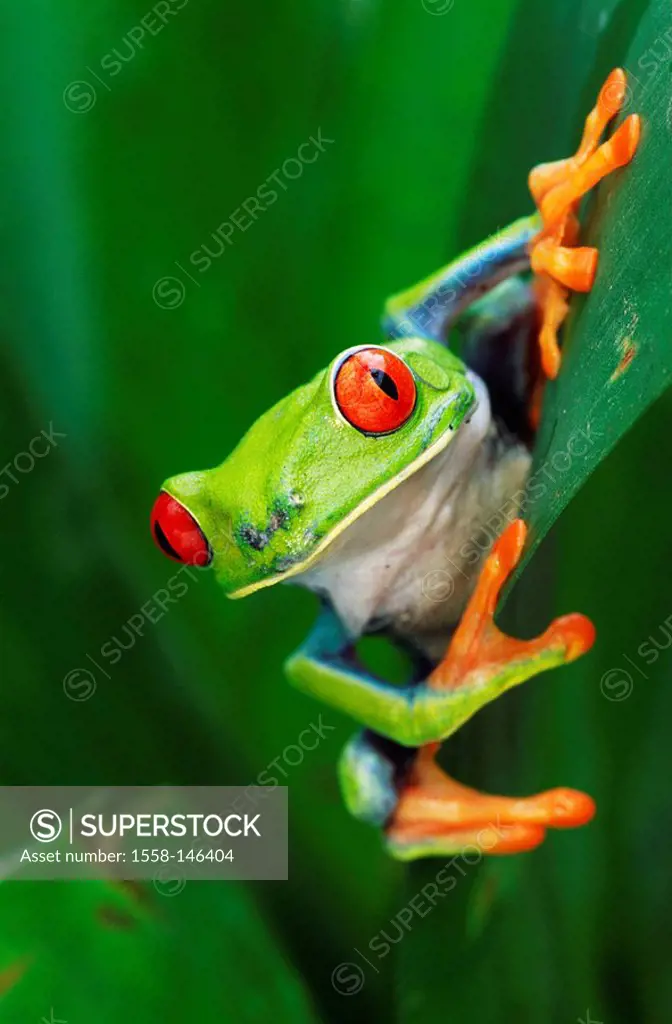 Roach_foliage_frog, Agalychnis callidryas, portrait, leaves, detail, series, animal_portrait, roach_frog, females, Costa Rica, Arenal, nature, Wildlif...