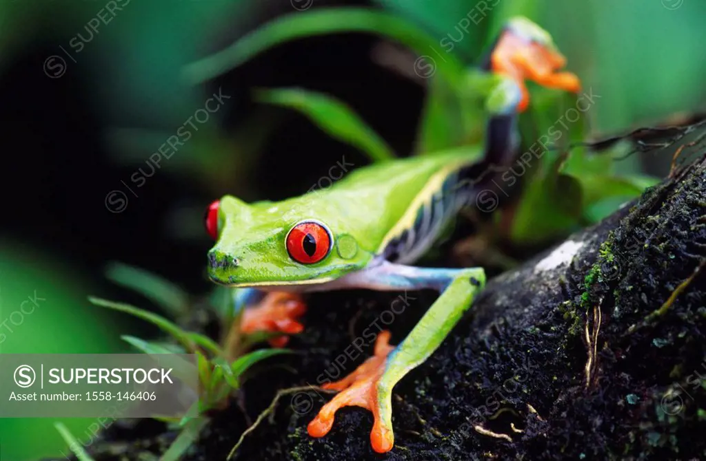 Roach_foliage_frog, Agalychnis callidryas, log, detail, series, roach_frog, females, Costa Rica, Arenal, nature, Wildlife, animal, wild animal, amphib...
