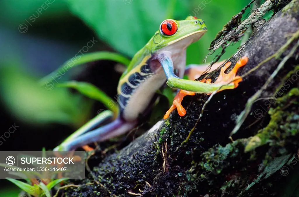 Roach_foliage_frog, Agalychnis callidryas, log, detail, series, roach_frog, females, Costa Rica, Arenal, nature, Wildlife, animal, wild animal, amphib...