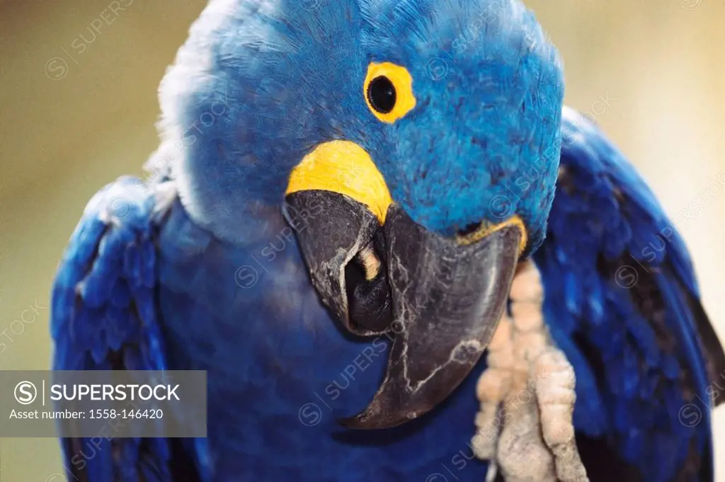 Hyacinth Macaw, Anodorhynchus hyacinthinus, portrait, broached, series, animal_portrait, Hyazinthara, Blauara, males, animal, breeding animal, zoo, zo...