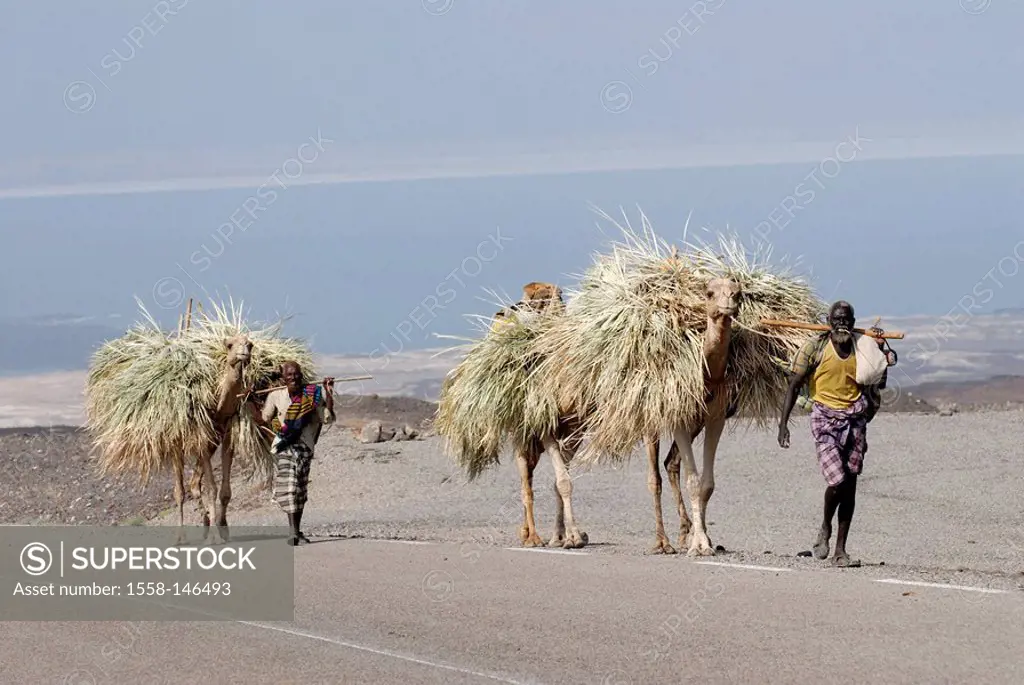 Dschibuti, Assal_lake, roadside, camel_caravan, Africa, East_Africa, lake,streets, people, Africans, people, colored, Bedouins, men, animals, dromedar...