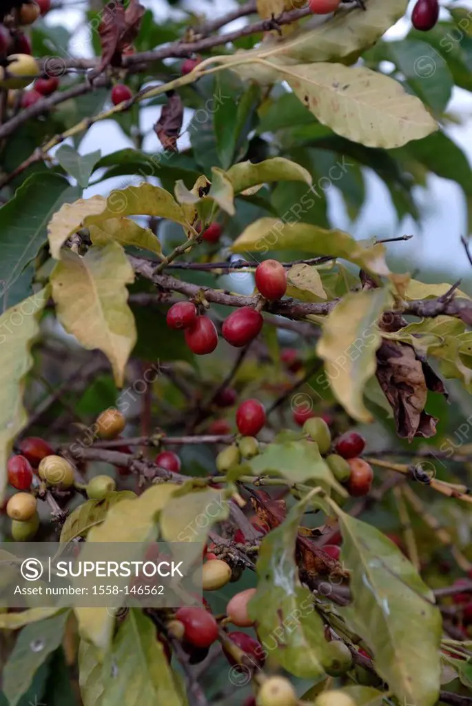Ethiopia, Tana_lake, coffee_plant, detail, branches, fruits, Africa, East_Africa, plant, coffee_shrub, coffee_fruits, coffee_cherries, coffee_beans, s...