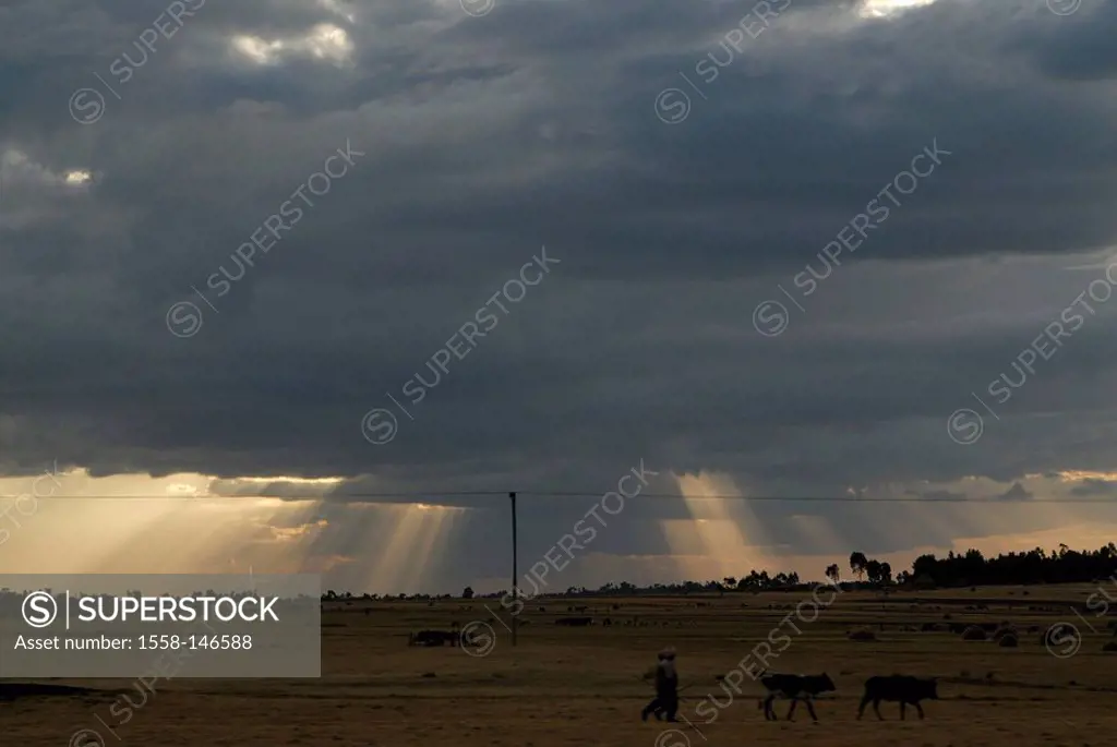 Ethiopia, highland, field_landscape, shepherds, cows, cloudy_mood, Africa, East_Africa, landscape, fields, people, men, drives stockmen, cows, sunset,...