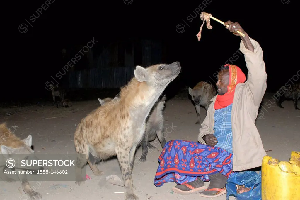 Ethiopia, Harar, man, hyenas, feeds, at night, Africa, East_Africa, people, native, people, colored, sand_ground, sitting, animals, wild animals, carn...