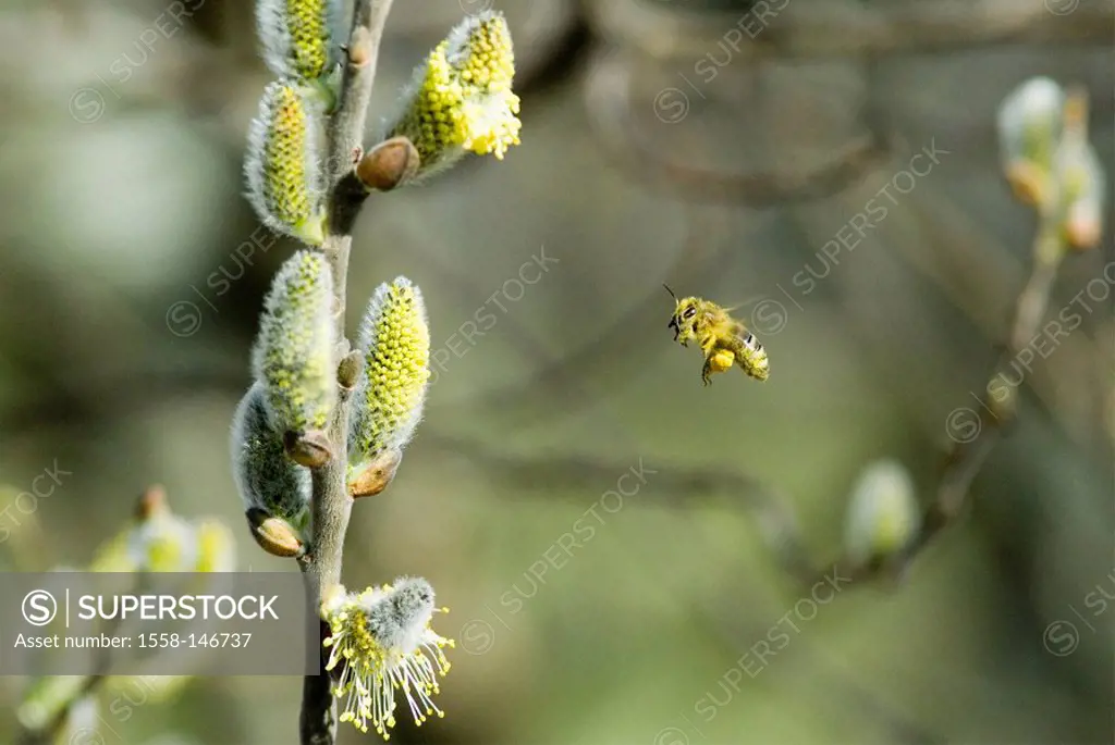 Tree, pasture, Salix, detail, branch, bloom_kittens, bee, flying, pasture_plant, Salicaceae, honey_bee, Apis mellifera, bloom, insect, close_up, colle...