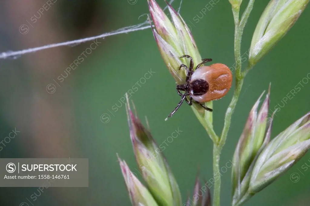 Grass, stalk, close_up, mean sawhorse, Ixodes ricinus, grass_stalk, mites, arachnids, ticks, sign_ticks, forest_tick, female, adult, parasites, Ektopa...
