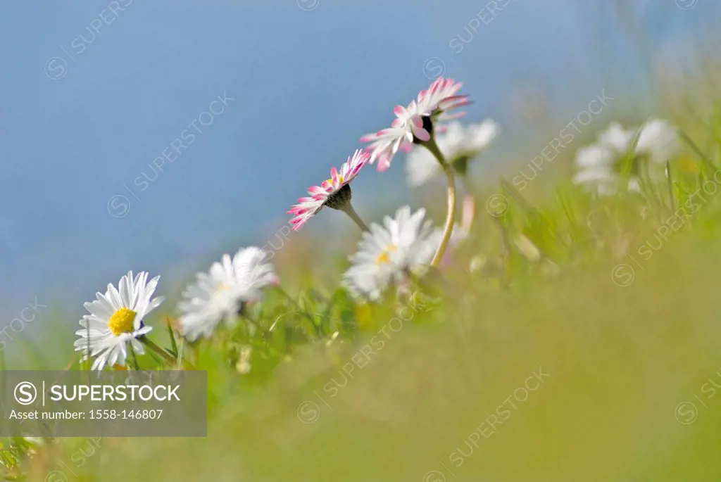 Meadow, unclearly, daisies, Bellis Perennis, flowers, bloom, flower meadow, early_blower, spring, flora, March, close_up, plant world, sunshine, veget...