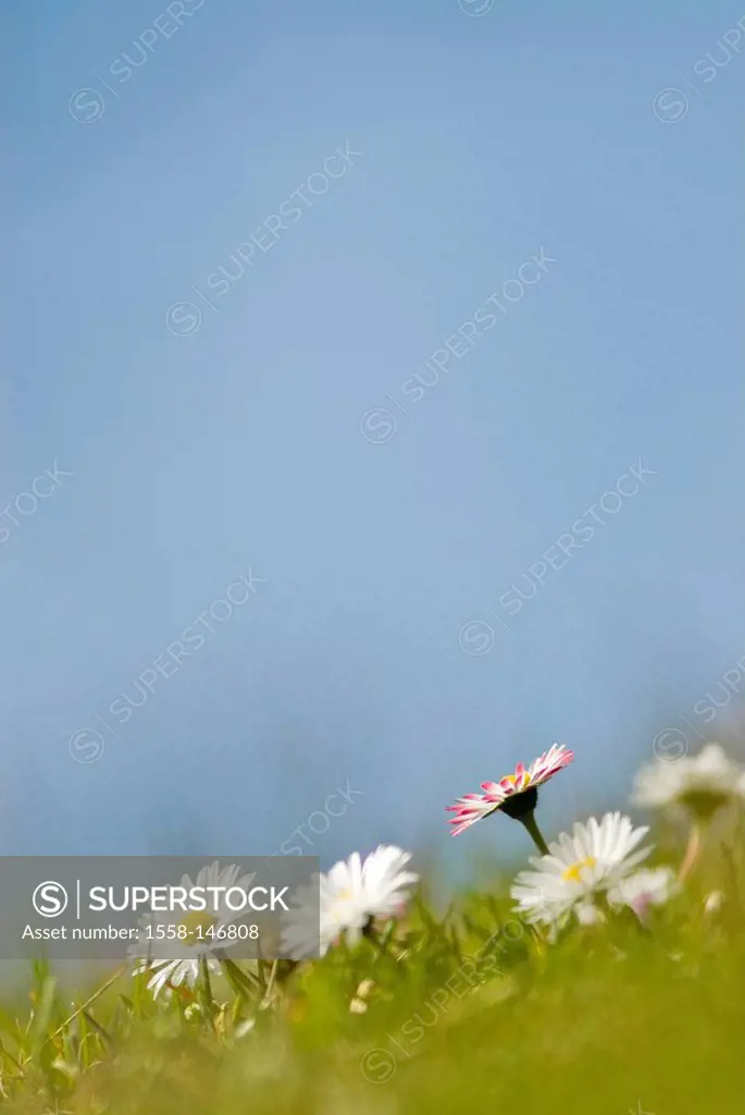 Meadow, daisies, Bellis perennis, heaven, blue, flowers, bloom, flower meadow, early_blower, spring, flora, March, close_up, plant world, blue heaven,...