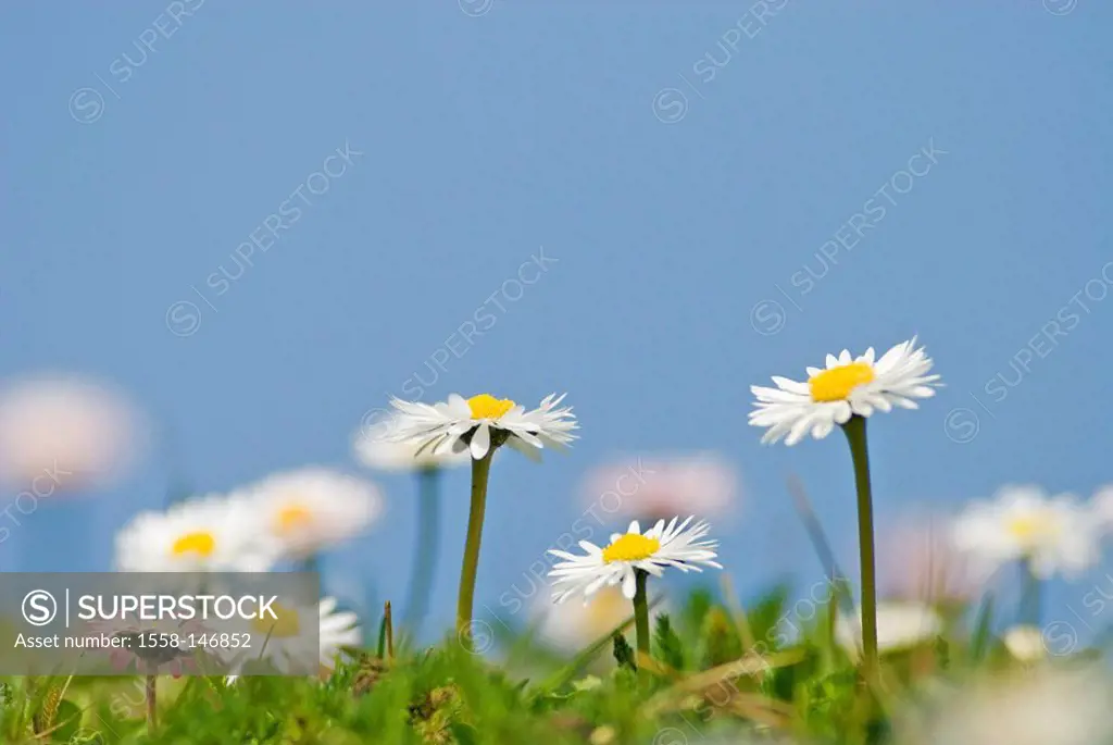 meadow, daisies, Bellis perennis, flowers, flower meadow, early_blower, spring flora March close_up plant world, sunshine, vegetation, background, blu...
