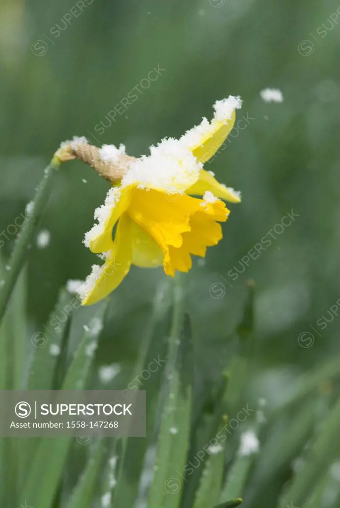 Meadow, daffodil, Narcissus pseudonarcissus, snowflakes, April, flower, botany, falls, flora, season, spring, yellow, cold snap, March, narcissus, pla...