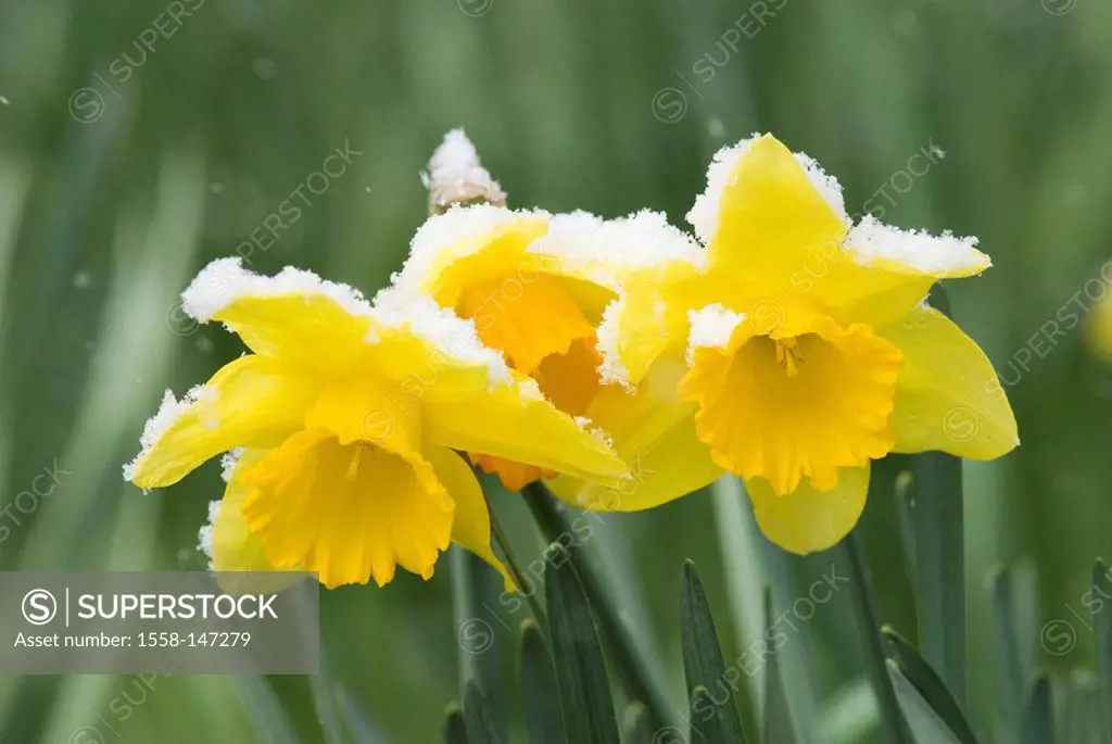Meadow, daffodils, Narcissus pseudonarcissus, snow, April, flower, botany, flora, season, spring, yellow, cold snap, March, narcissus, plants, vegetat...