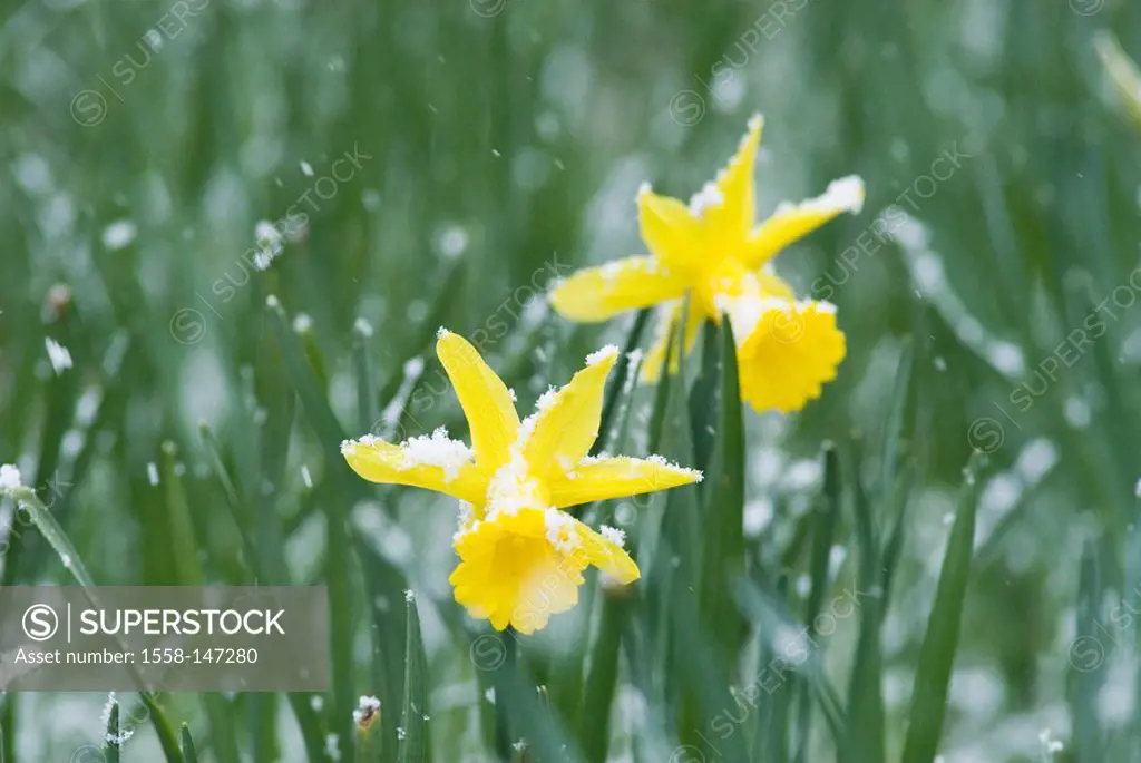 Meadow, daffodils, Narcissus pseudonarcissus, snowflakes, April, flower, botany, flora, season, spring, yellow, cold snap, March, narcissus, plants, v...