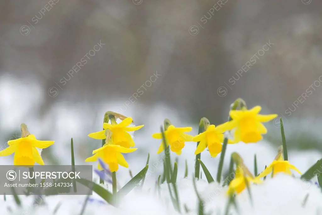 Meadow, snow_covered, daffodils, Narcissus pseudonarcissus, April, flowers, flora, spring, spring, yellow, cold snap, March, narcissus, fresh snow, sn...