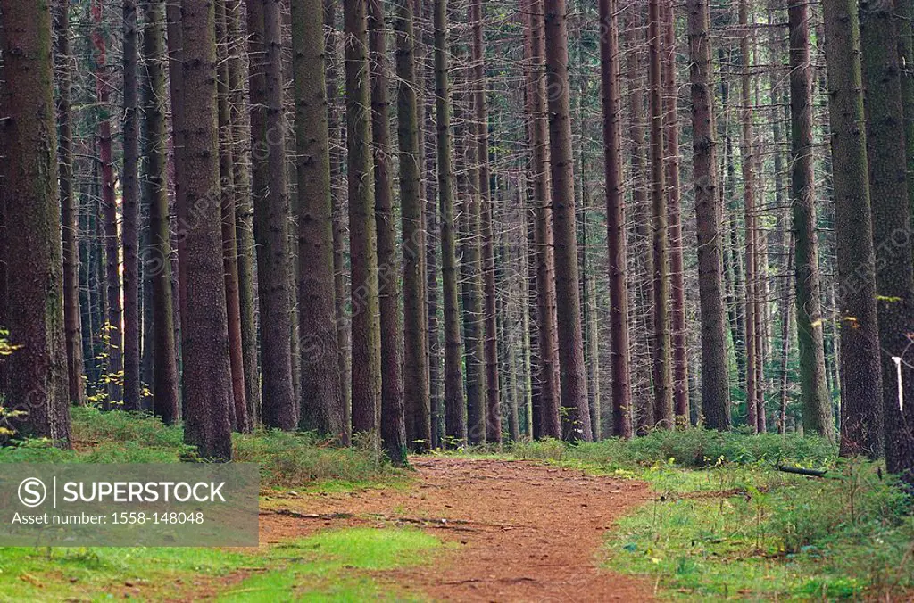 Spruce_forest, way, forest, needle_forest, forest path, trees, conifers, needle_groves, spruces, spruce_needles, nature,