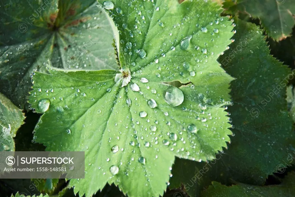 Leaf, water_drops, several, women,_coat, drops, dewdrops, leaves, nature, wet, flora, water, plant, Roll off, color, color_mood, green, rain, raindrop...