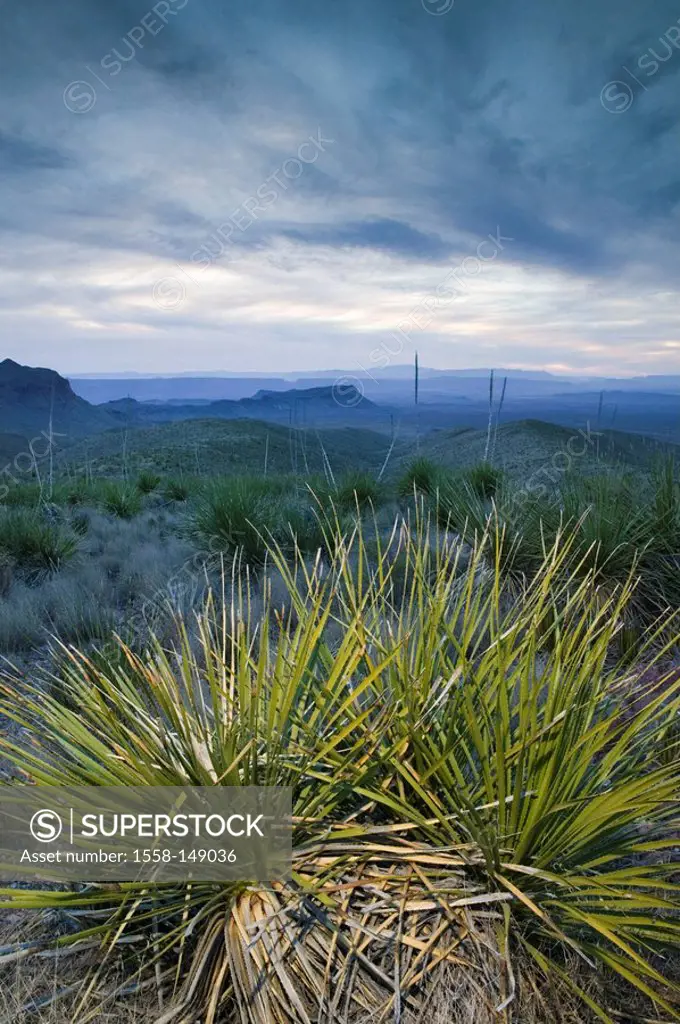 usa, Texas, Big Bend national_park, cactus, Chisos mountains, landscape, evening_mood