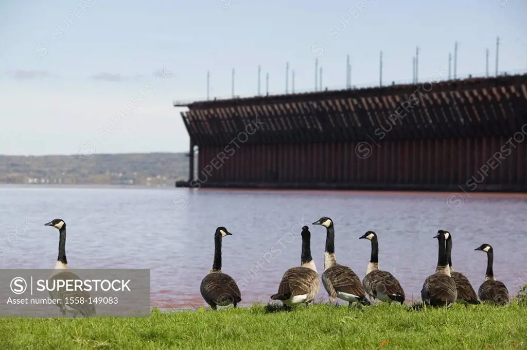 usa, Wisconsin, Ashland, over lake,shore, Canada_geese, dock
