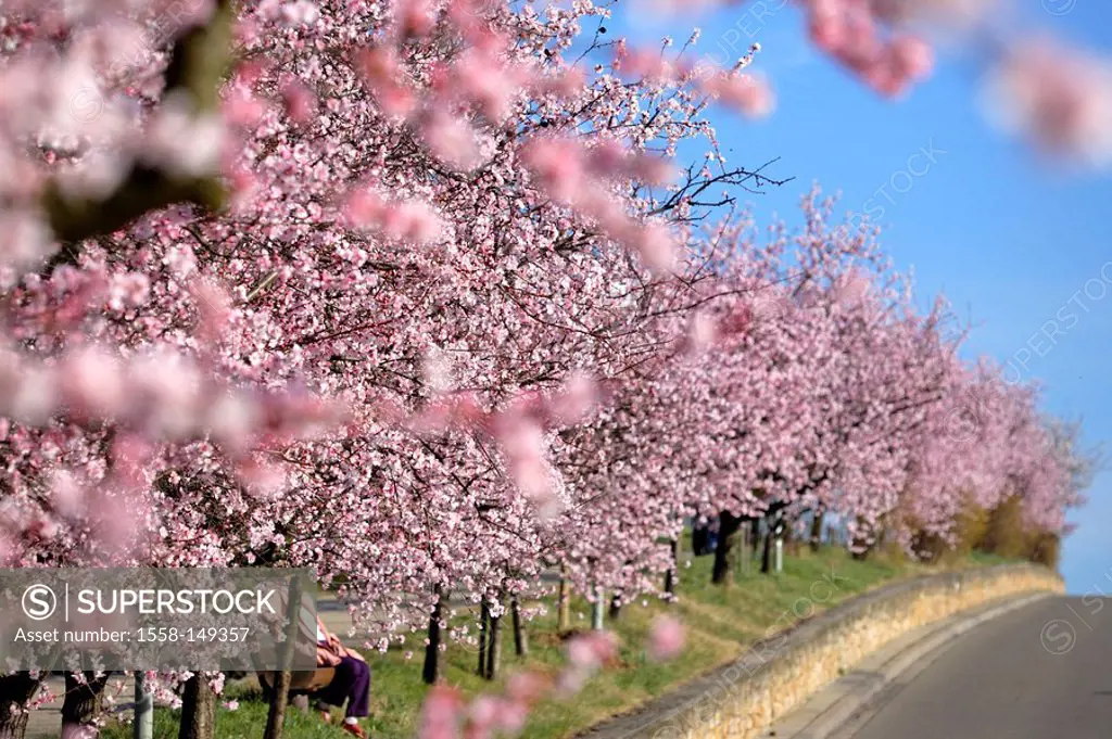 Almond_trees, bloom,