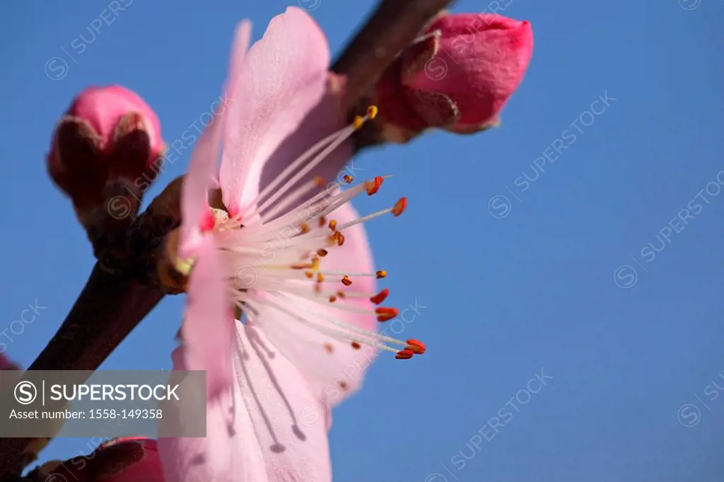 Almond_tree, branch, bloom, buds, close_up,