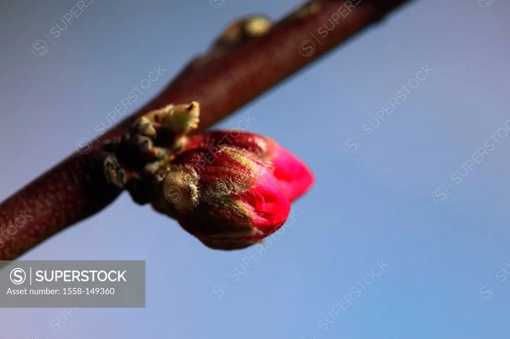 Almond_tree, branch, bud, close_up,