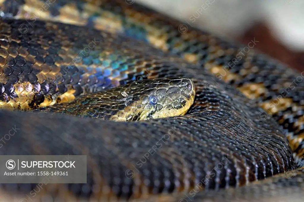 Yellow anaconda, Eunectes notaeus, close_up,