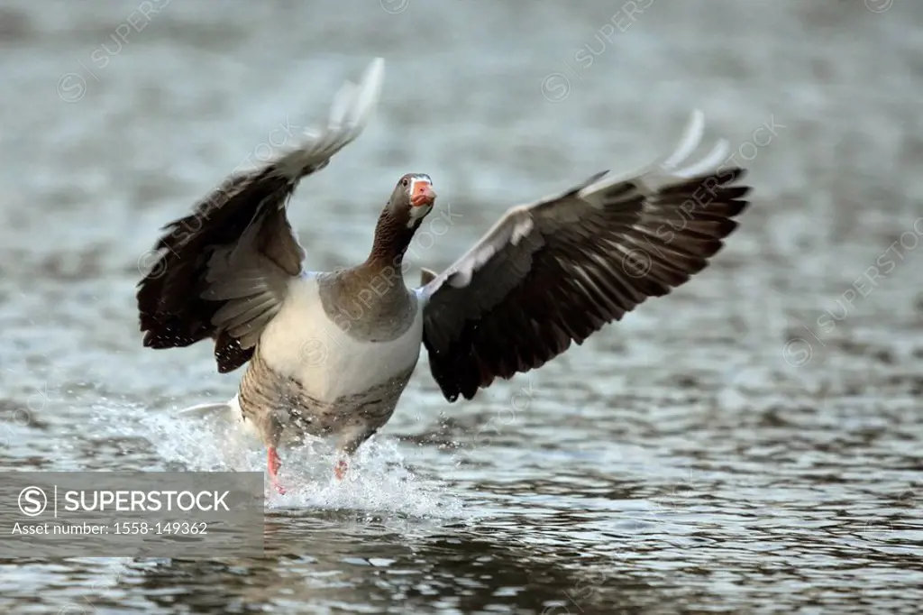 Gray_goose, Anser anser, water_surface, landing,
