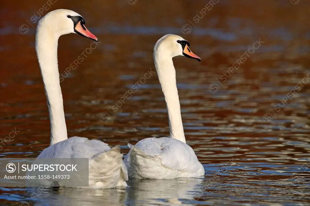 Hump_swans, Cygnus olor, water,