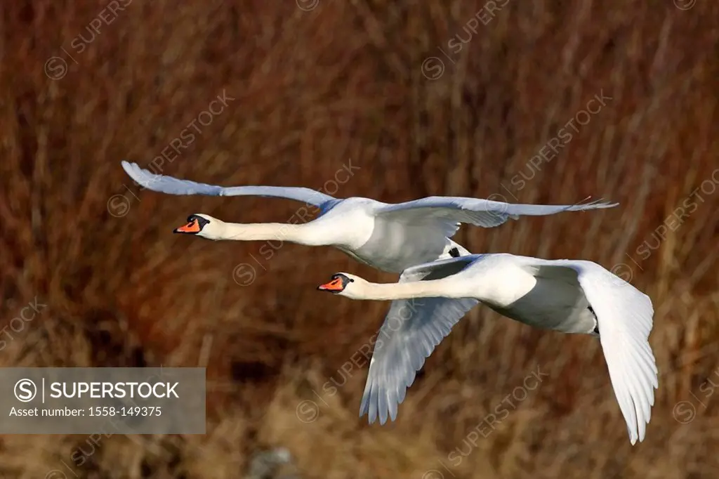 Hump_swans, Cygnus olor, flight,