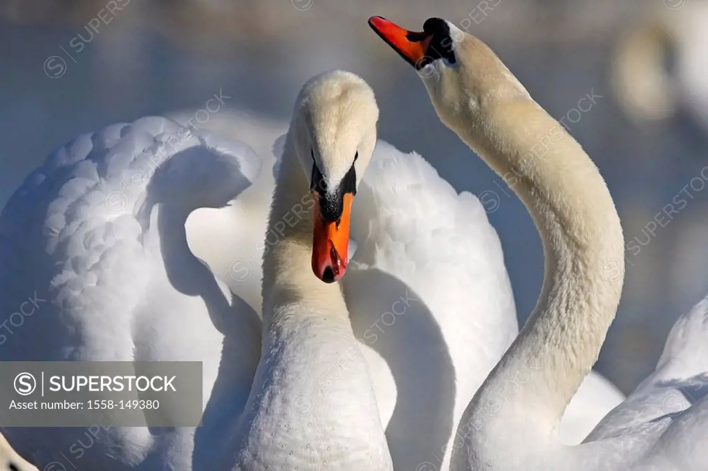 Hump_swans, Cygnus olor, advertise, performs courtship display,