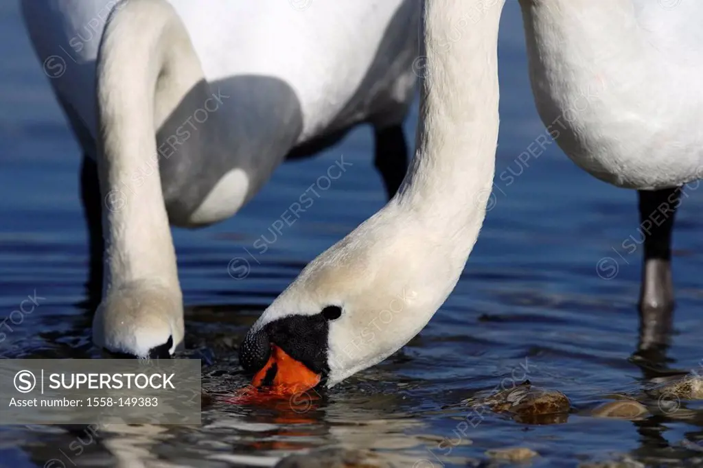 Hump_swans, Cygnus olor, shore, food_search,
