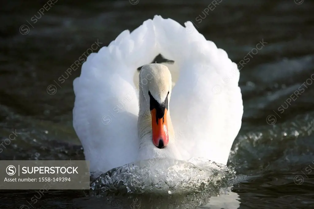 Hump_swan, Cygnus olor, water, courtship_behaviour,