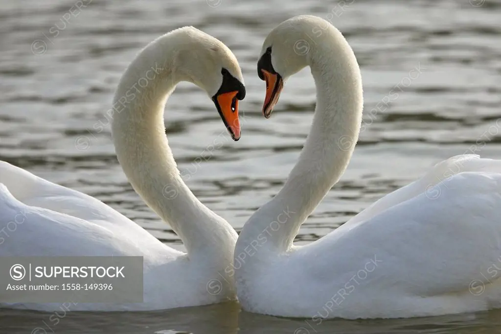 Hump_swans, Cygnus olor, water, advertises, performs courtship display,