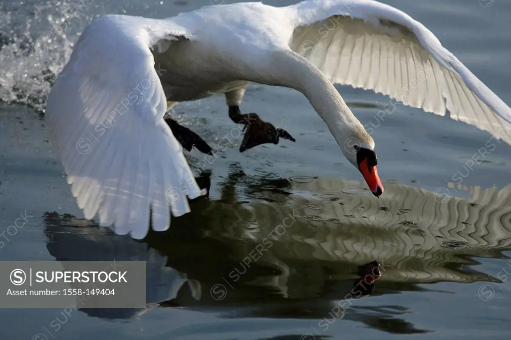 Hump_swan, Cygnus olor, water_surface, landing,