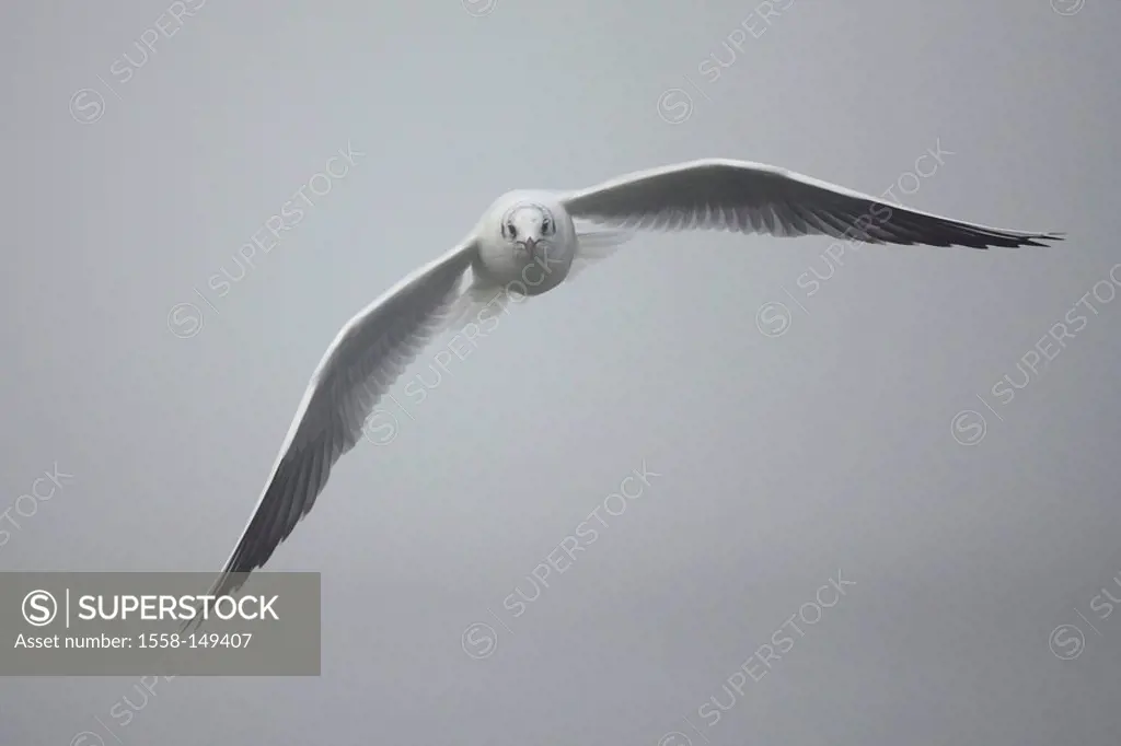 black_headed gull, Larus ridibundus, flight,