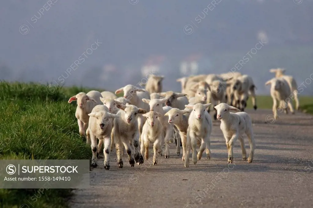 merino sheeps, lambs, way, runs,