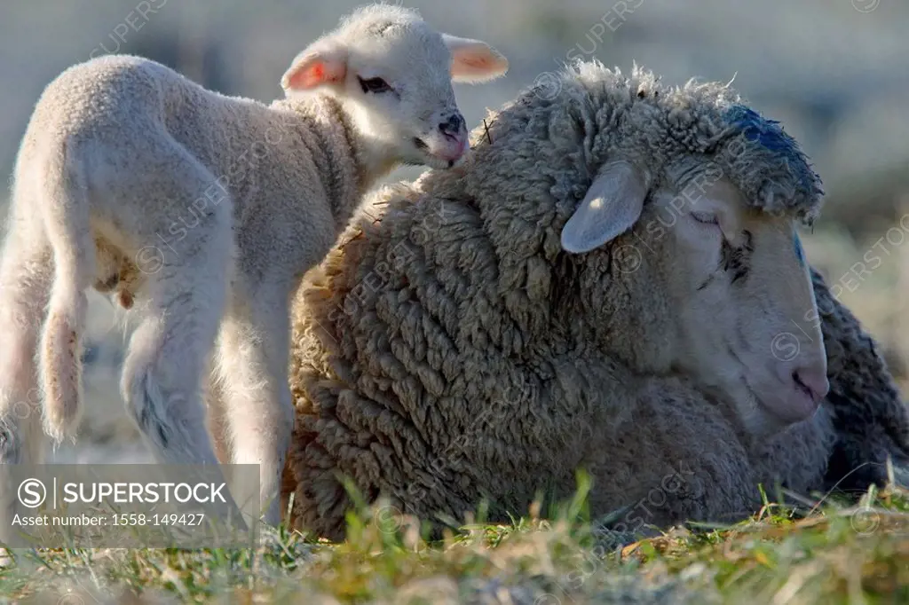 merino sheeps, lamb, dam, meadow,