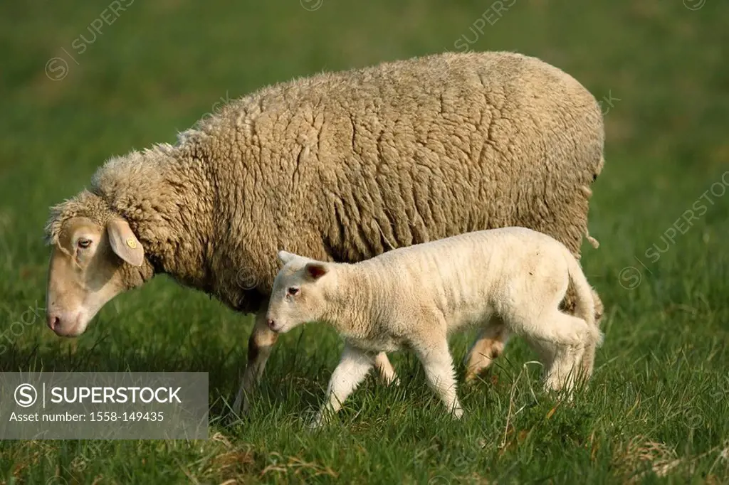 merino sheeps, lamb, dam,