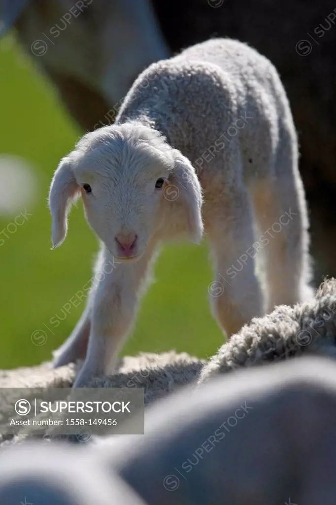 merino sheeps, lamb, dam, backs, stand,