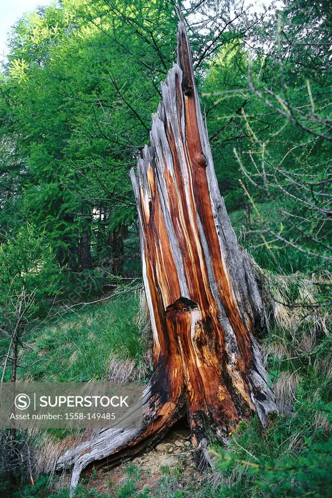 Mountain_forest, stub, lightning_damage, mountains, forest, larch_forest, larches, log, trunk, lightning strike, lightning_impact, symbol, force of na...