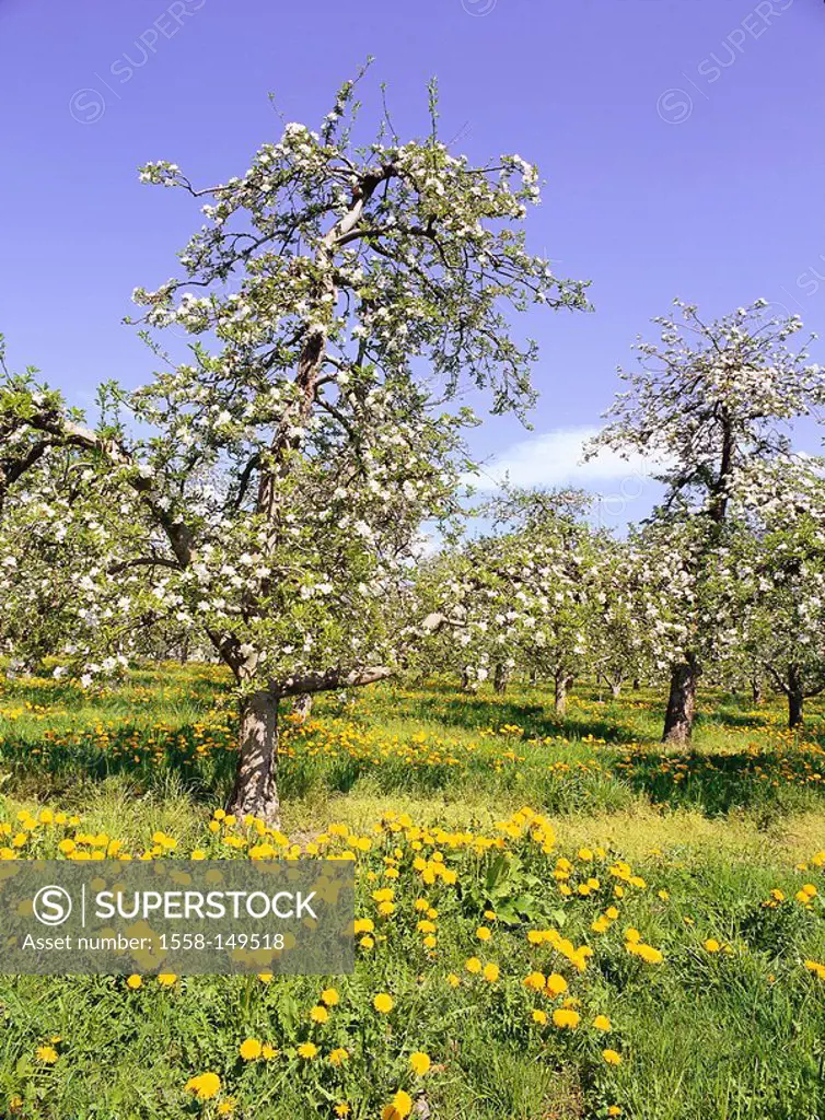 Italy, South_Tyrol, flower meadow, apple trees, spring, North_Italy, orchard fruit trees cultivation apples apple_plantation, apple tree_plantation, a...