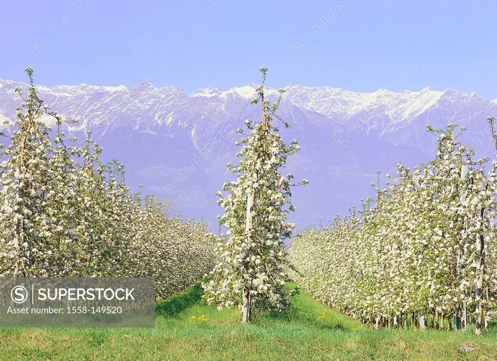 Italy, South_Tyrol, apple tree_plantation, spring, fruit tree_plantation, plantation, cultivation, apple trees, fruit trees, bloom, prime, fruit tree_...