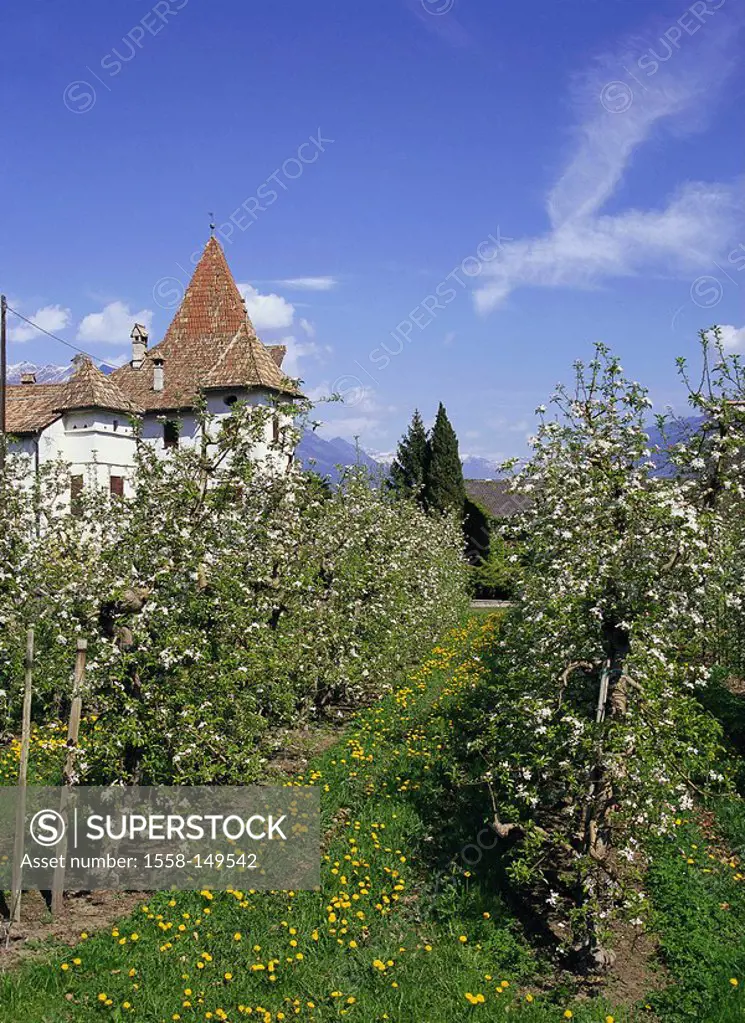 Italy, South_Tyrol, Meran, orchard, apple trees, spring, Etschtal, buildings, palace, castle, plantation, apple tree_plantation, cultivation, apples, ...