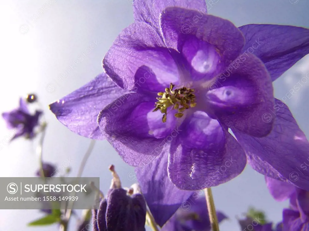 Columbine, Aquilegia vulgaris, bloom, openly, close_up, flower, columbine_bloom, season, spring, bloom, Aquilesia, purple, ornamental_plant, crowfoot_...