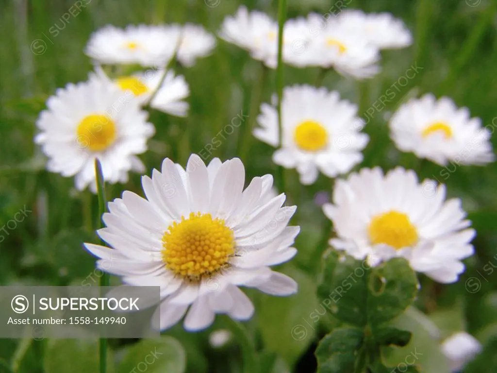 Meadow, detail, daisies, bloom, Bellis perennis, Germany, Filderstadt, flora, flowers, plant, white, yellow, delicately, daisy_meadow, close_up,