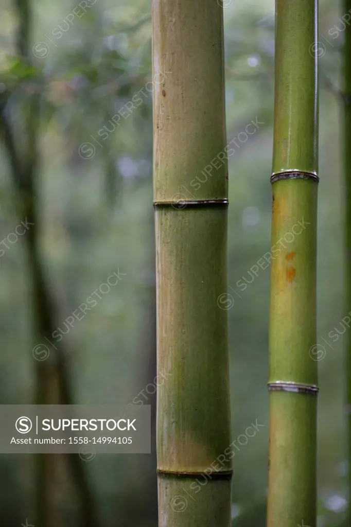 Asia, Japan, Nihon, Nippon, Kyoto, Arashiyama Bamboo Forest
