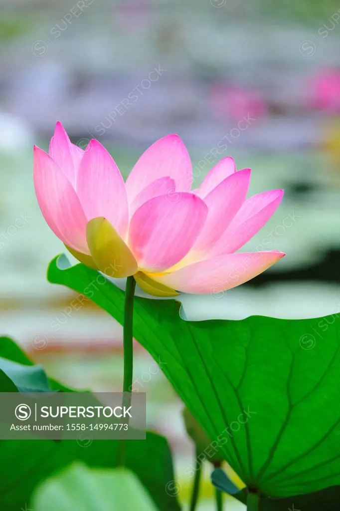 Indian lotus, Nelumbo nucifera