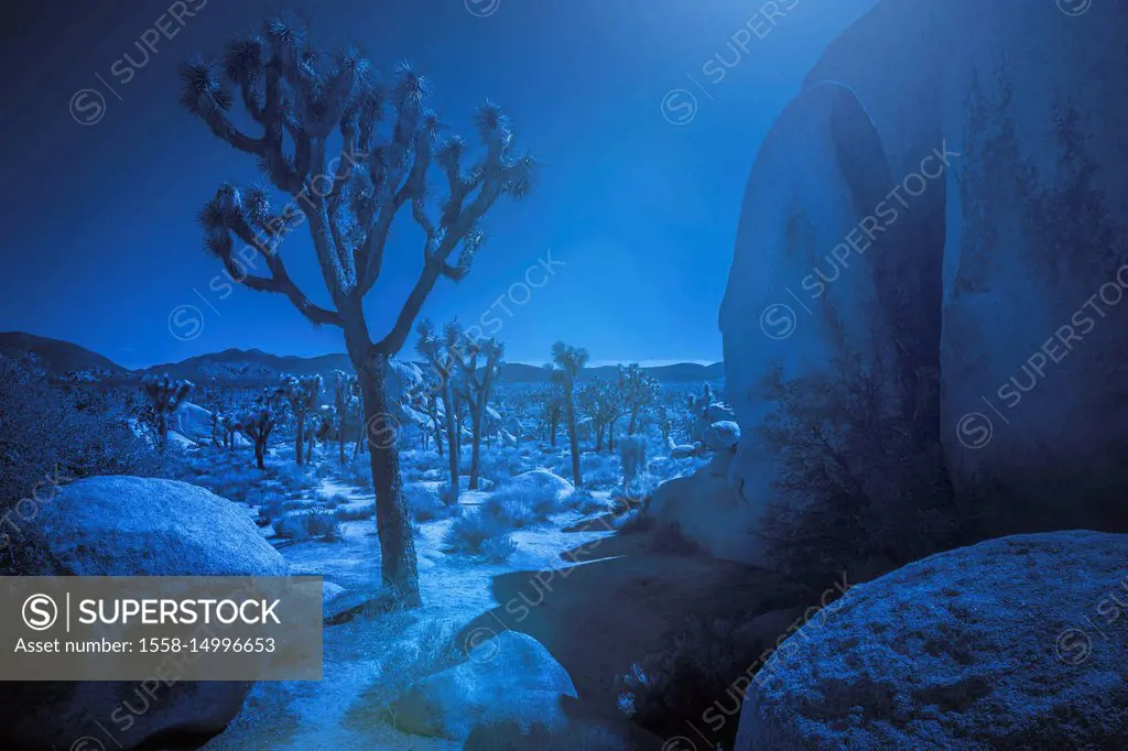 Palm trees and rock formations in the moonlight, Joshua Tree National Park, California, USA