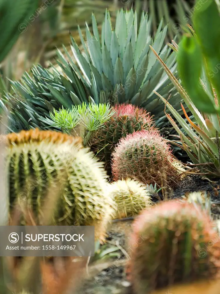 cacti, garden, bed, plants, ornamental_plants, cactigarten, cacti_plants, differently, types, differently, bowl_cacti, agave, thorns, thorns, defense_...
