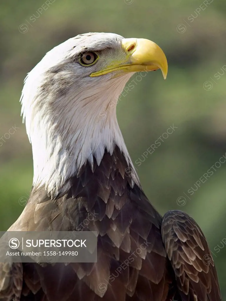 white_headed eagle, Haliaeetus leucocephalus, side_portrait, animals, birds, bird of preys, eagles, sea_eagles, old_bird, head, gaze, eagle_eye, beak,...